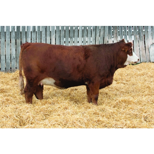 Okotoks Fleckvieh Group