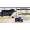 Image 1 : KZ Simmentals
