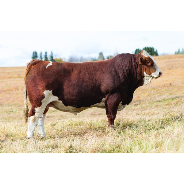 Three Point Livestock