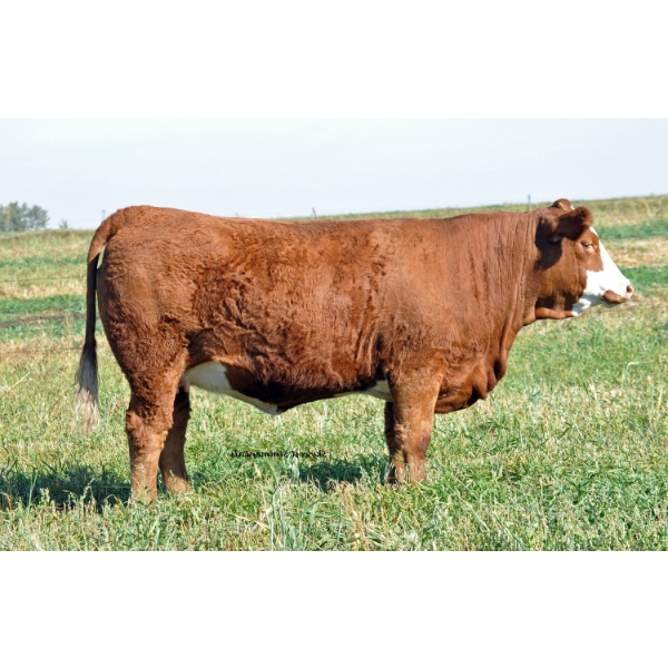 Skywest Simmentals