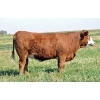 Image 1 : Skywest Simmentals