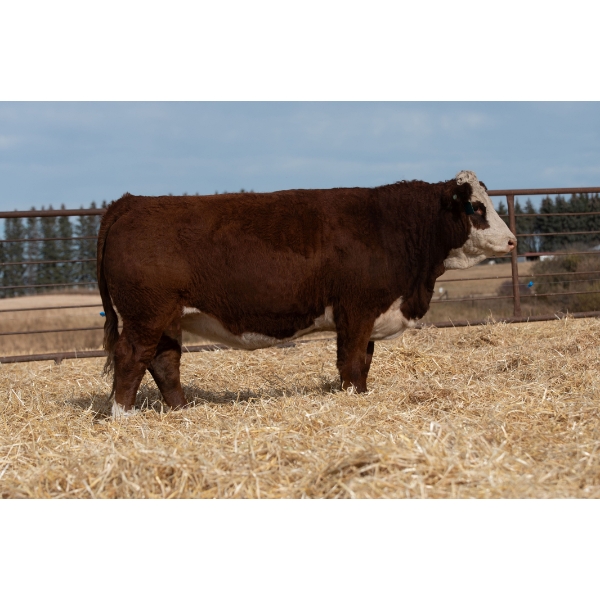 Beechinor Bros Simmentals