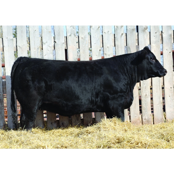 Back in Black Simmentals