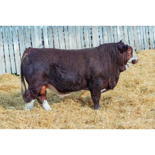 Okotoks Fleckvieh Group 