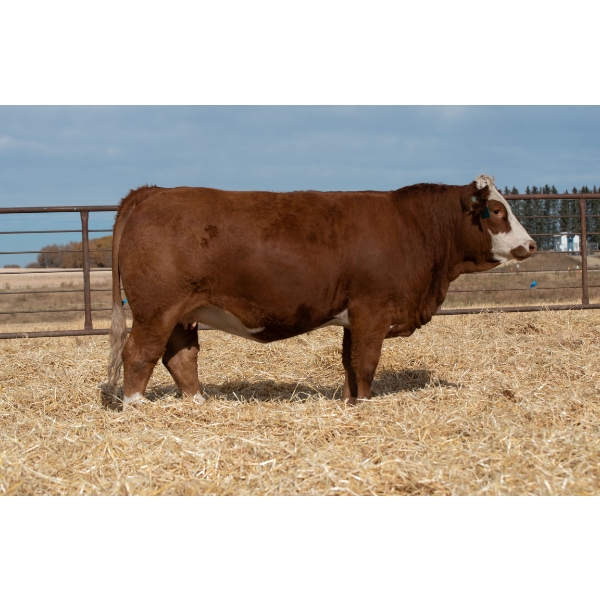 Beechinor Bros Simmentals