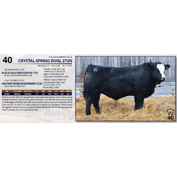 CRYSTAL SPRING RIVAL 272N 