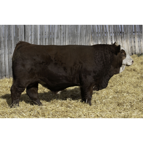 Okotoks Fleckvieh Group