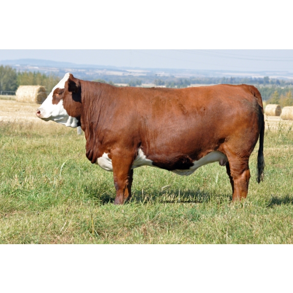 Skywest Simmentals