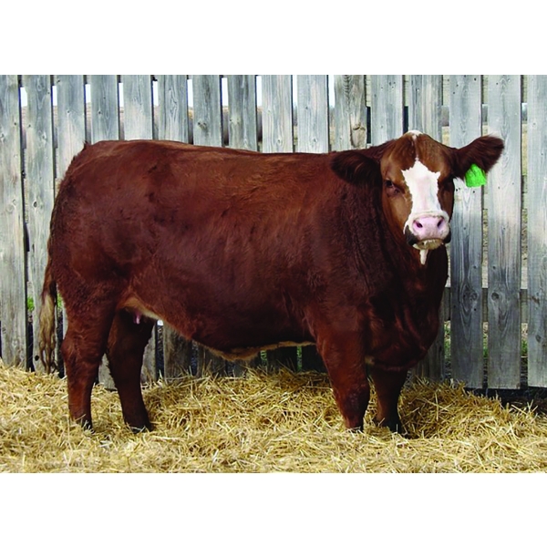 Kindred Spirit Cattle