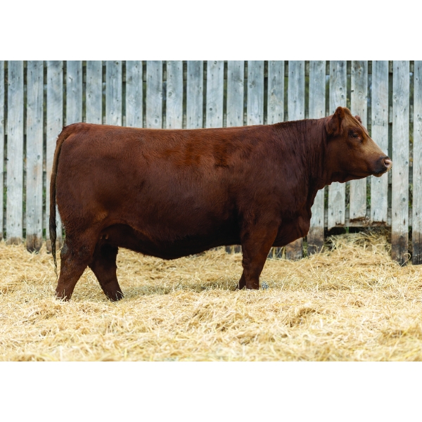 LaBatte Simmentals