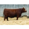 Image 1 : LaBatte Simmentals