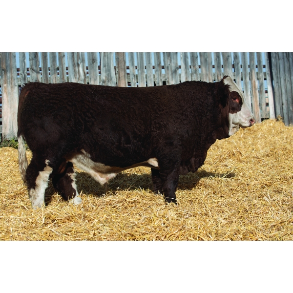 Okotoks Fleckvieh Group