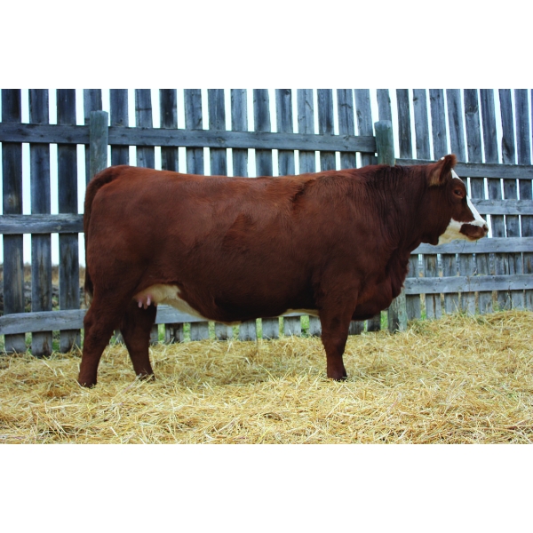 Keet Simmentals