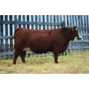 Image 1 : Keet Simmentals