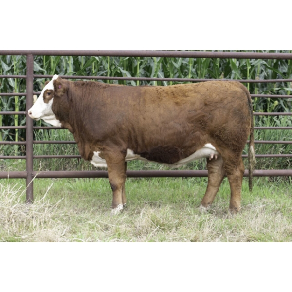 Century Simmentals