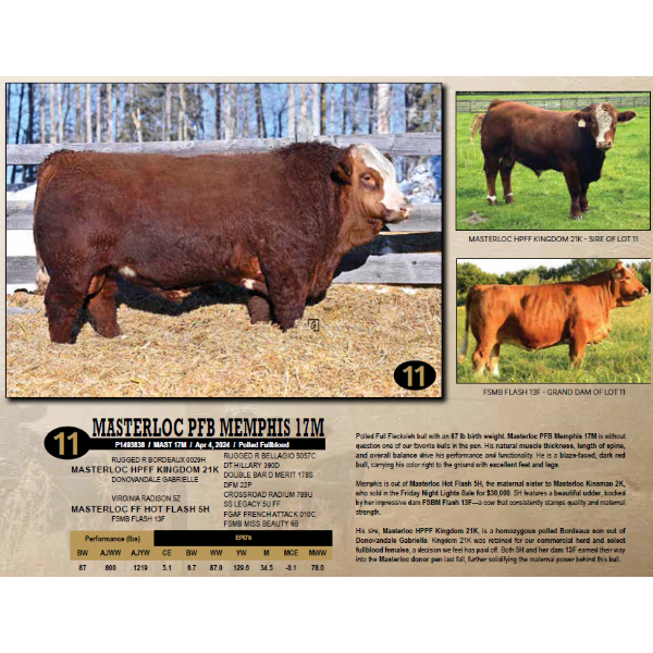 Masterloc Simmentals