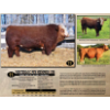 Image 1 : Masterloc Simmentals