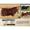 Image 1 : SKYLINE SIMMENTALS