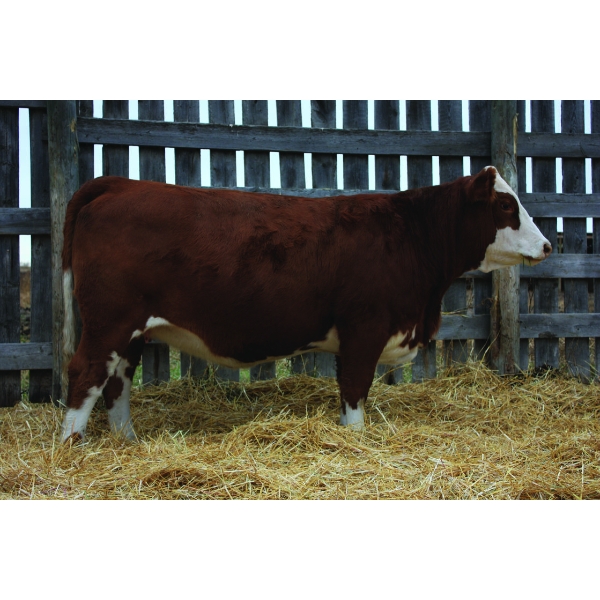 Keet Simmentals