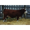 Image 1 : Keet Simmentals