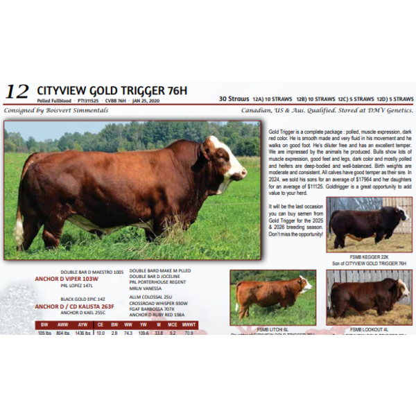 CITYVIEW GOLD TRIGGER 76H - 10 STRAWS  