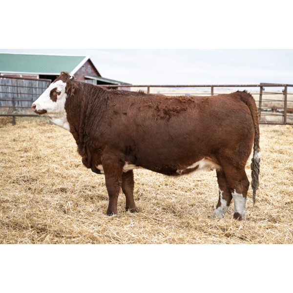 LAKEVIEW Maxine 53M PFF