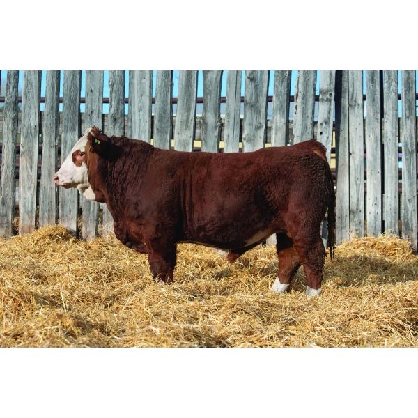 Okotoks Fleckvieh Group