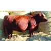Image 1 : Skyline Simmentals