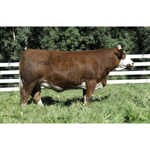 Beechinor Land & Livestock