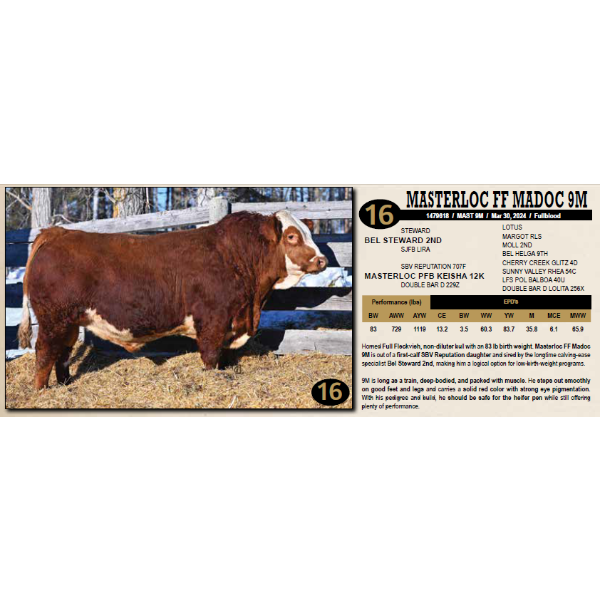 Masterloc Simmentals