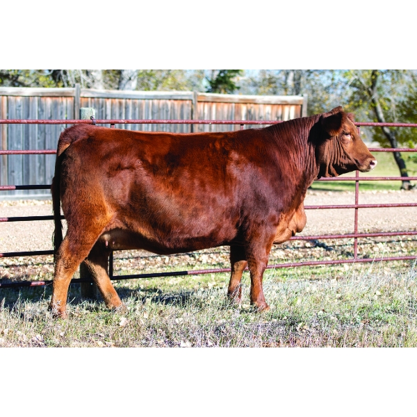 Coulee Crossing Cattle Co.