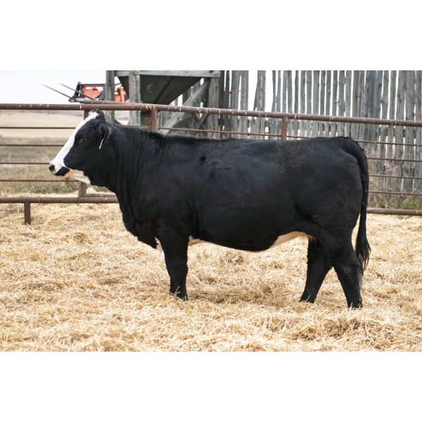 LAKEVIEW Langley 94L PFF 