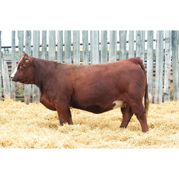 Okotoks Fleckvieh Group