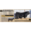 Image 1 : KZ Simmentals