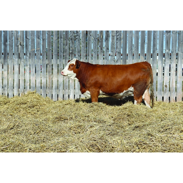 Richlan Farms Fleckvieh Simmentals
