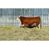 Image 1 : Richlan Farms Fleckvieh Simmentals