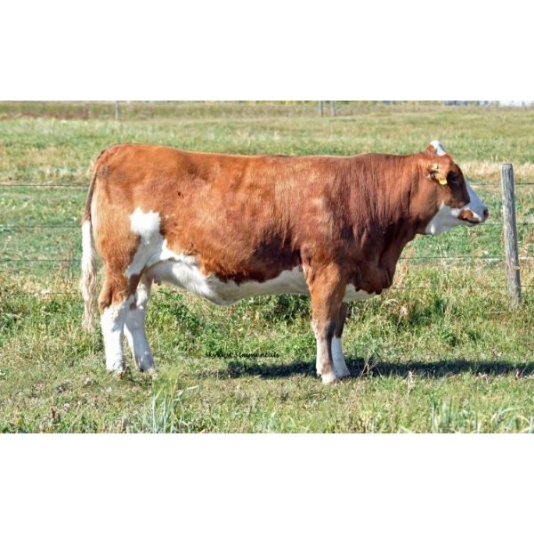 Skywest Simmentals