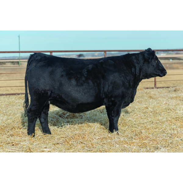 Beechinor Bros Simmentals