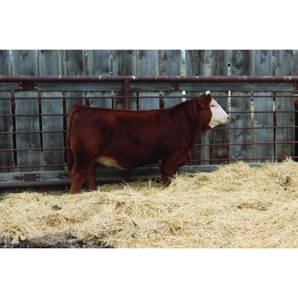 Sun Star Simmentals