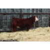 Image 1 : Sun Star Simmentals