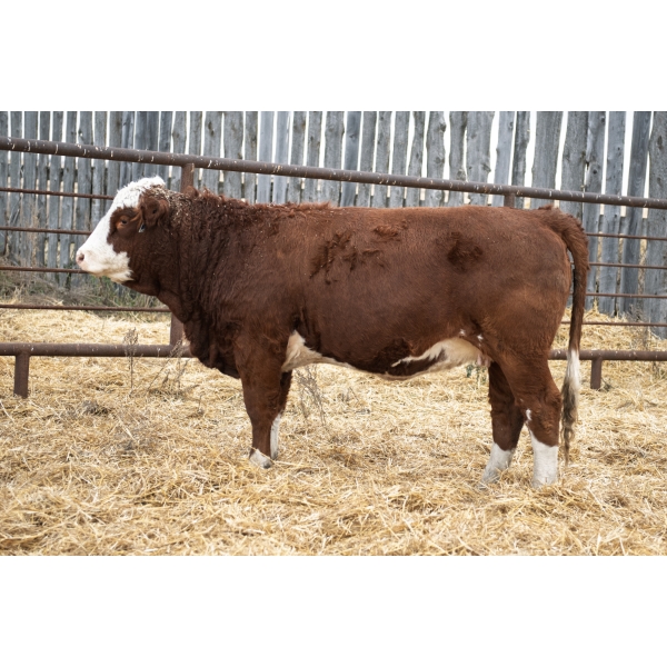 LAKEVIEW Missy 66M PFF