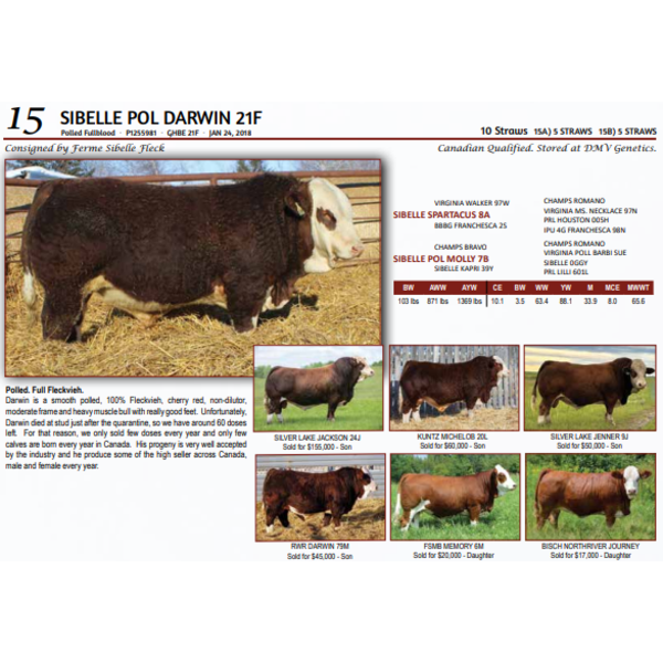 SIBELLE POL DARWIN 21F - 5 STRAWS 