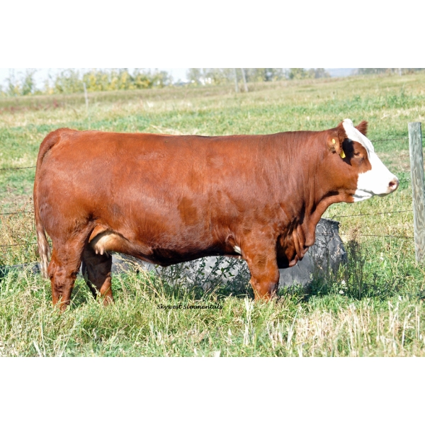 Skywest Simmentals