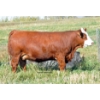 Image 1 : Skywest Simmentals