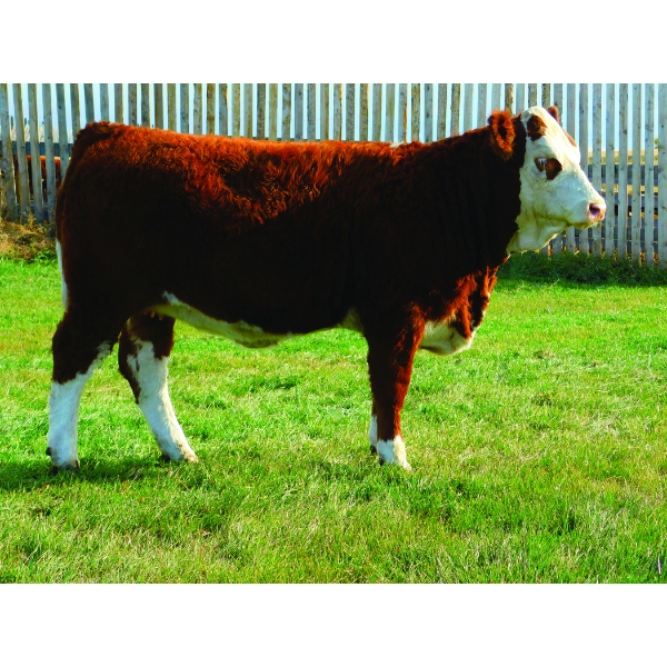 MCG Simmentals