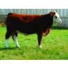 Image 1 : MCG Simmentals