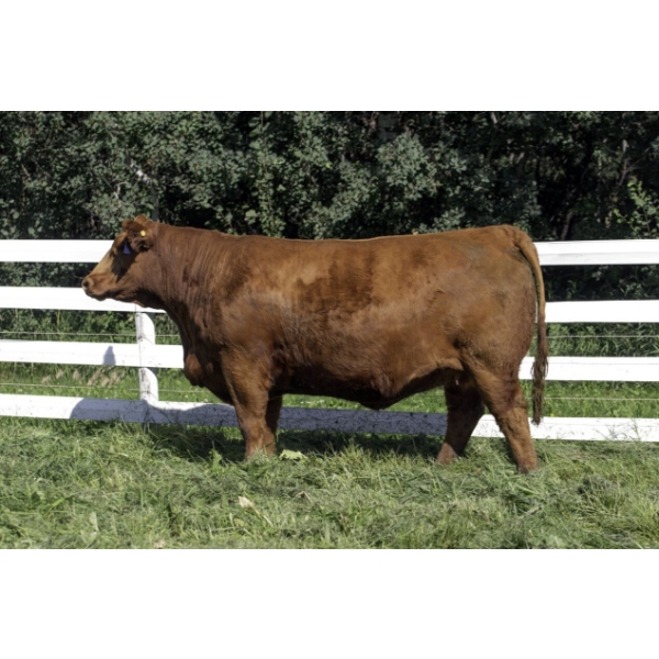 Beechinor Land & Livestock