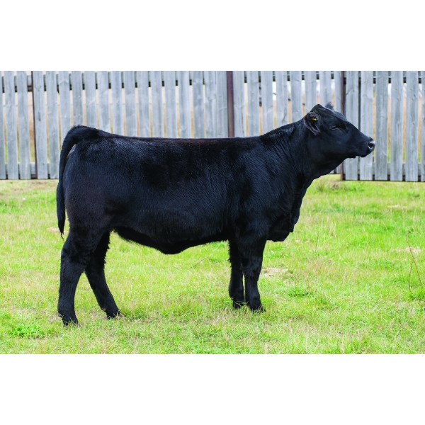 Three Star Simmentals