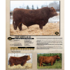 Image 1 : Century Simmentals