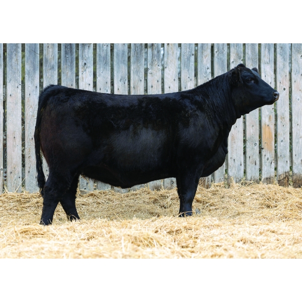 LaBatte Simmentals